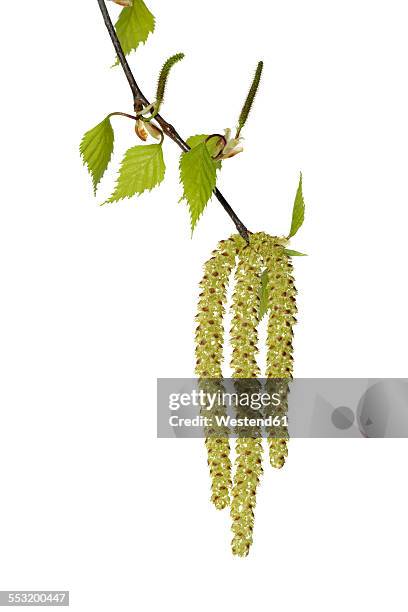 twig of birch tree with leaves and catkins in front of white background - berk stockfoto's en -beelden
