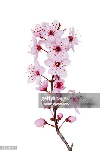 blossoms of purple-leaf plum in front of white background - baumblüte stock-fotos und bilder