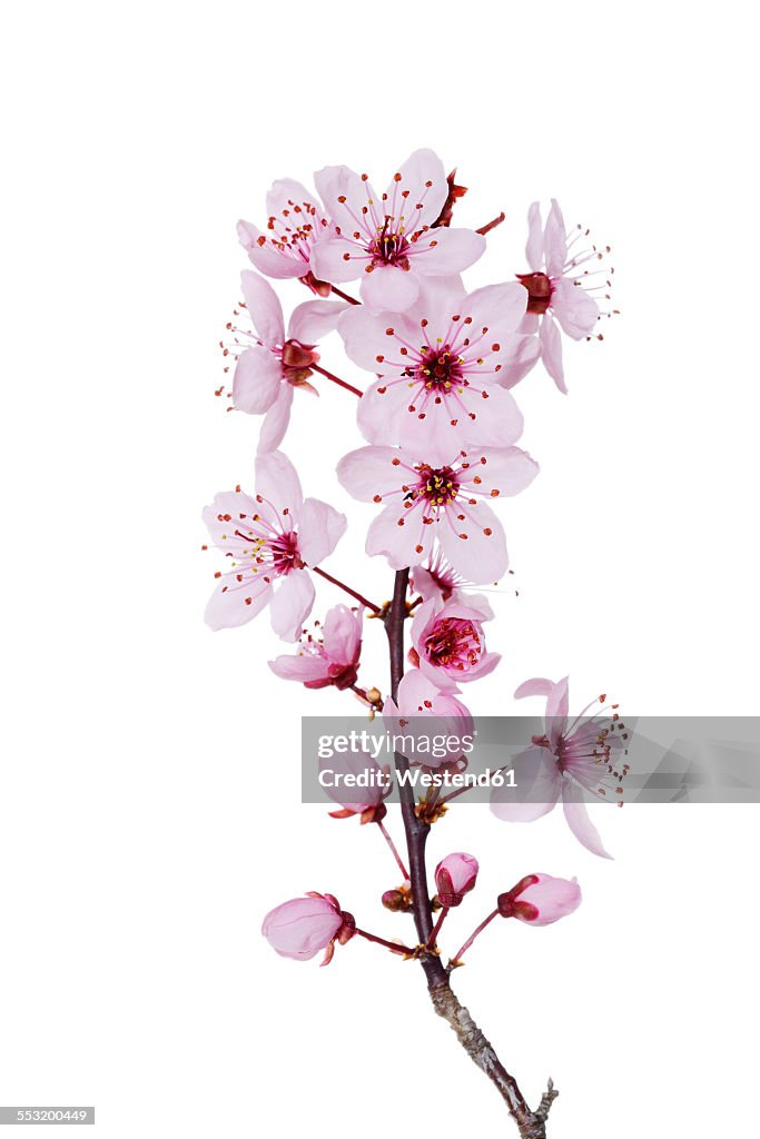 Blossoms of purple-leaf plum in front of white background