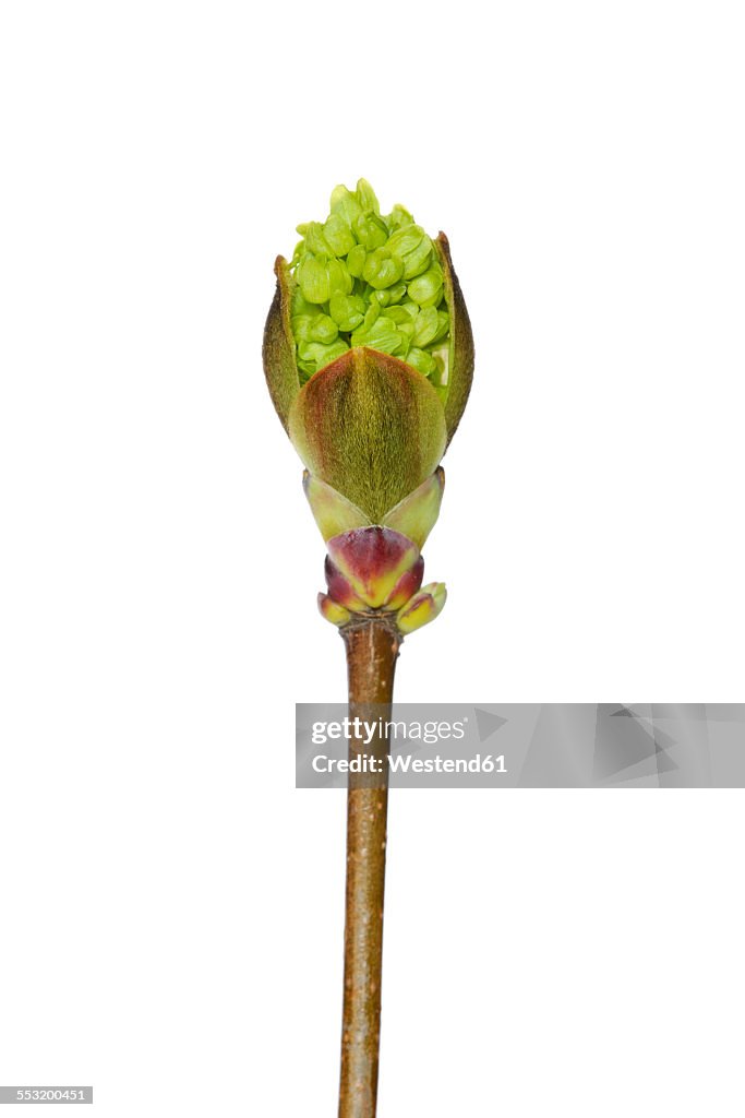 Bud of maple tree in front of white background