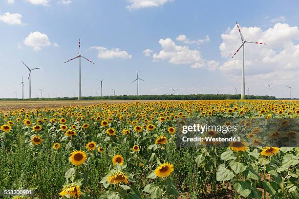 austria, burgenland, sunflower field and wind farm moenchhof-halbturn - burgenland - fotografias e filmes do acervo