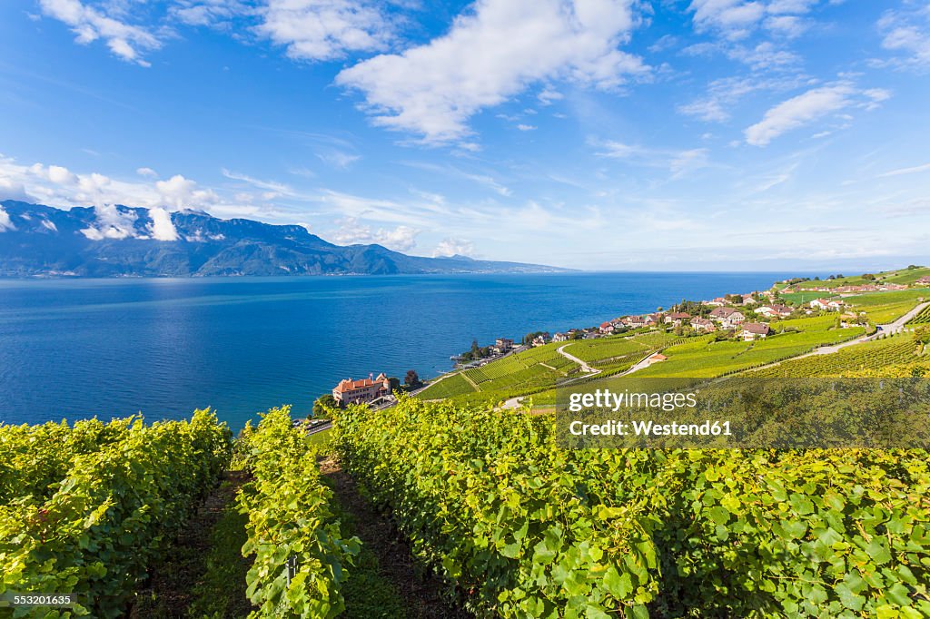 Switzerland, Lavaux, Lake Geneva, wine-growing area Rivaz