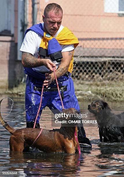 Spca Rescue Operations 11,945 Spca Stock Photos, High-Res Pictures, and Images - Getty Images