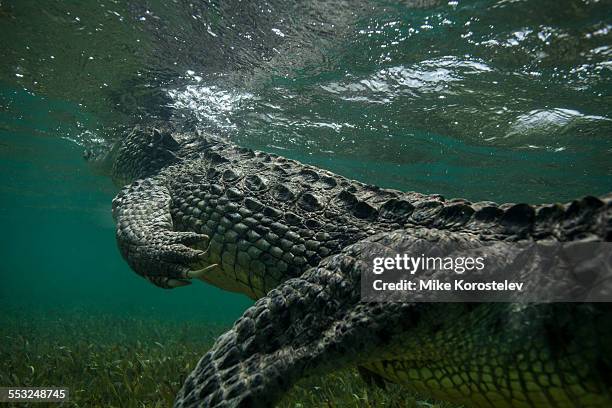 american crocodile under water - crocodylus porosus stock pictures, royalty-free photos & images