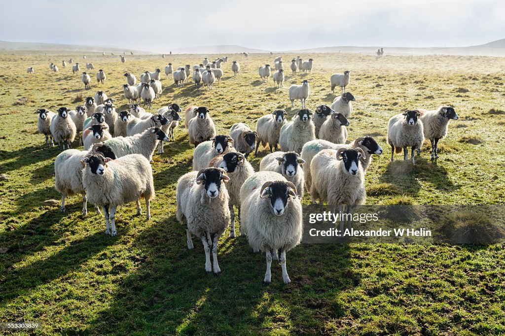 Army of sheep