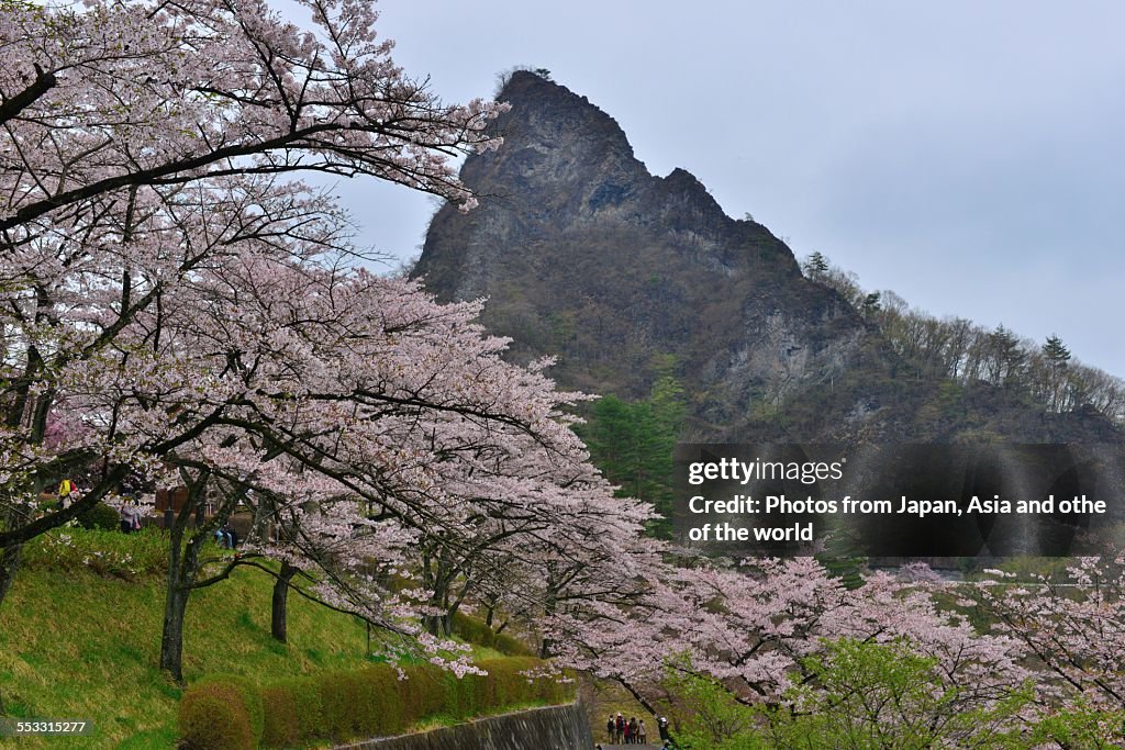 Cherry blossom at Mt Myogi, Japan