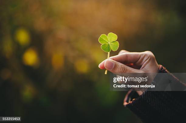 holding a four-leaf clover - klee stock-fotos und bilder