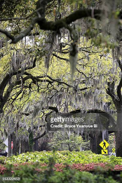 oak trees with spanish mosses hanging down - savannah bildbanksfoton och bilder