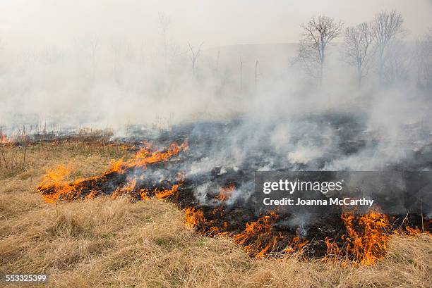 prairie fire - habitat destruction stock pictures, royalty-free photos & images