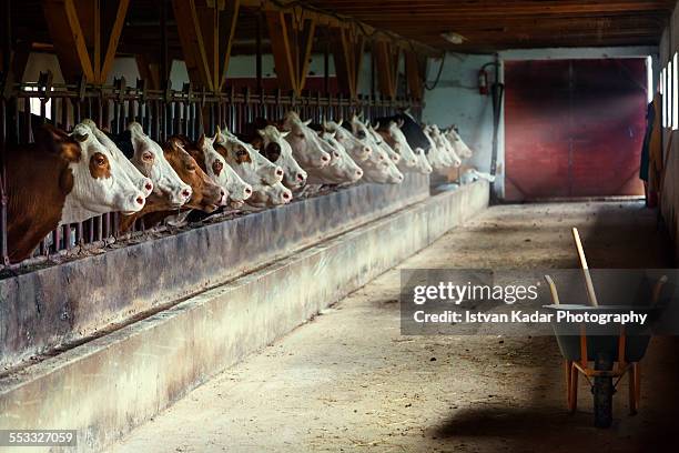 before dinner at the dairy farm - transylvania stock pictures, royalty-free photos & images