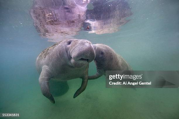 florida manatee - mom & calf - crystal river florida stock-fotos und bilder