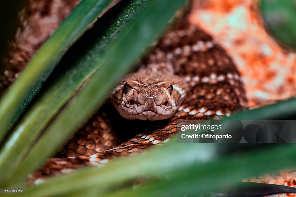 Close up of a rattle snake