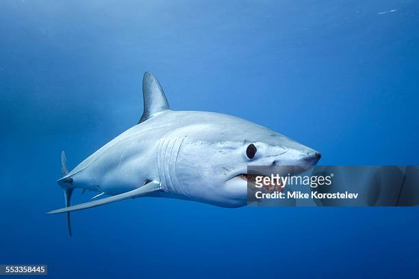 mako shark, south africa - mako stock pictures, royalty-free photos & images