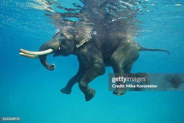 swimming elephant - andaman islands stock pictures, royalty-free photos & images