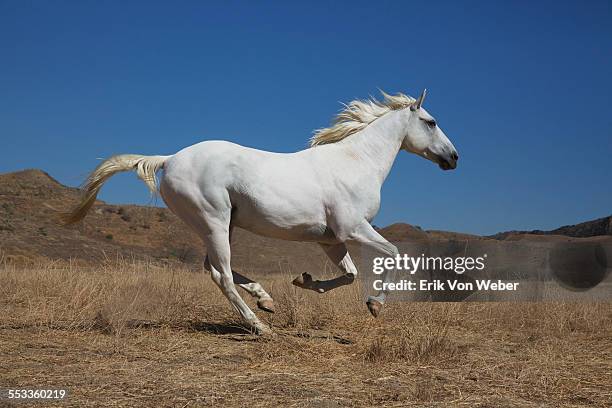 white male horse in desert landscape - jument photos et images de collection