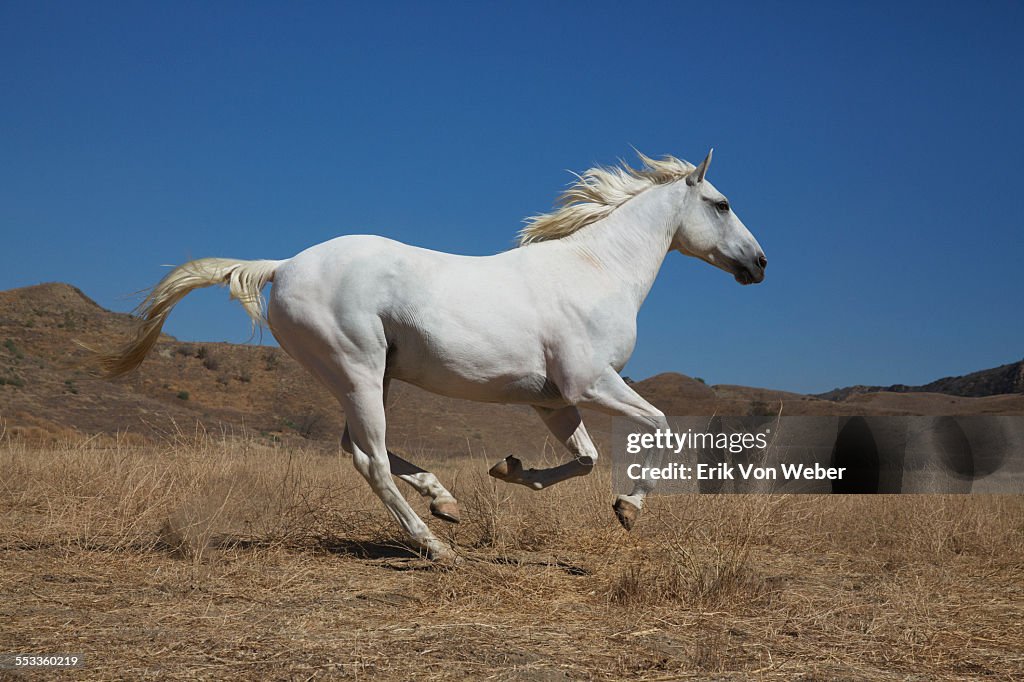 White male horse in desert landscape