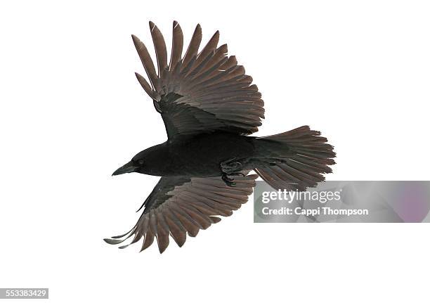 american crow (corvus brachyrhynchos) - spread wings stock pictures, royalty-free photos & images