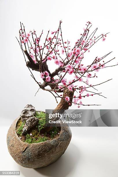 the plum blossom - bamboo bonsai stock pictures, royalty-free photos & images