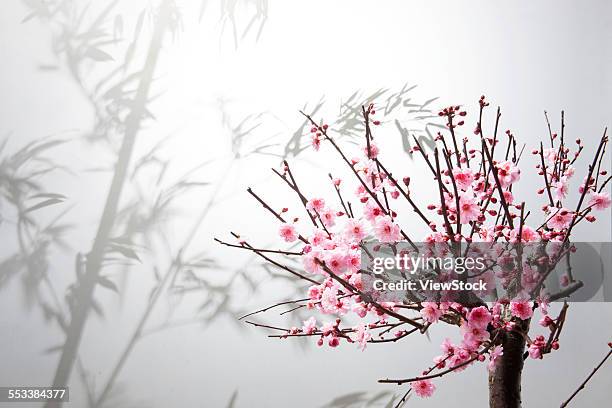 the plum blossom - bamboo bonsai stock pictures, royalty-free photos & images