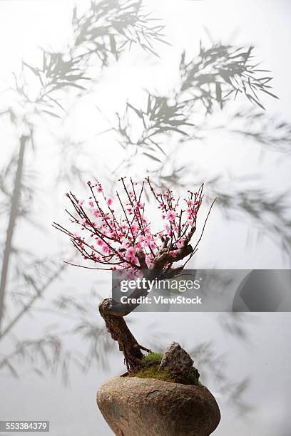 plum bonsai - bamboo bonsai stock pictures, royalty-free photos & images