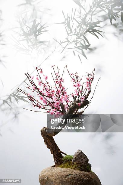 plum bonsai - bamboo bonsai stock pictures, royalty-free photos & images