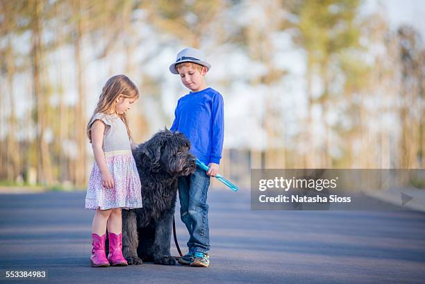 walk the dog - bouvier des flandres stock pictures, royalty-free photos & images