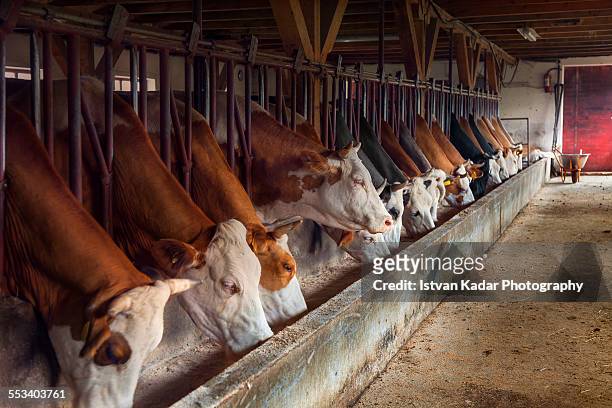 cows feeding from trough on dairy farm - ranch stock pictures, royalty-free photos & images