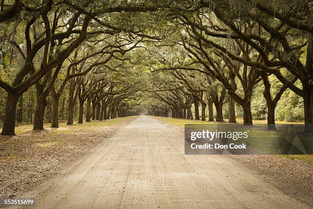 live oak avenue in georgia, usa - antebellum stil stock-fotos und bilder