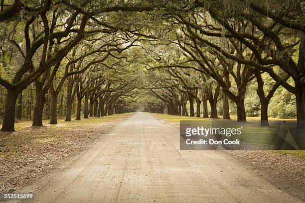 live oak avenue in georgia, usa - live oak tree stock pictures, royalty-free photos & images