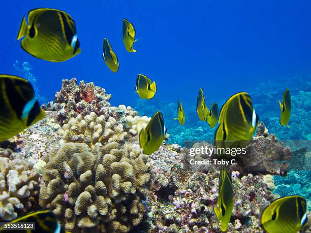 school of raccoon butterflyfish (chaetodon lunula) - raccoon butterflyfish stock pictures, royalty-free photos & images