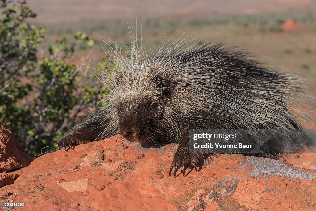 Porcupine