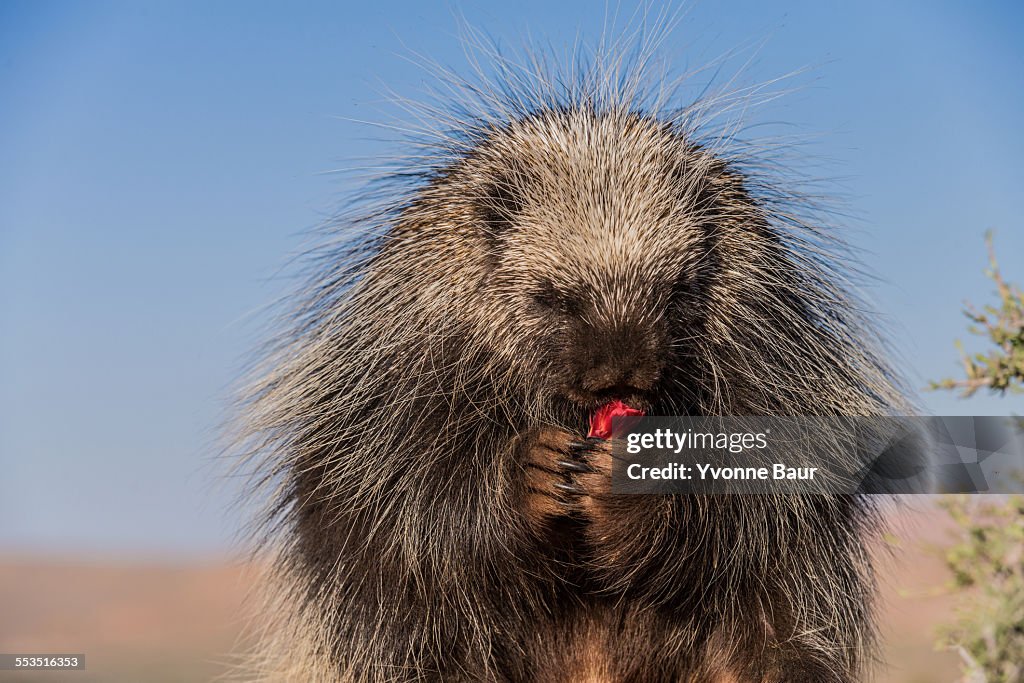 Porcupine portrait