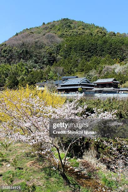 spring - prefettura di hyogo foto e immagini stock