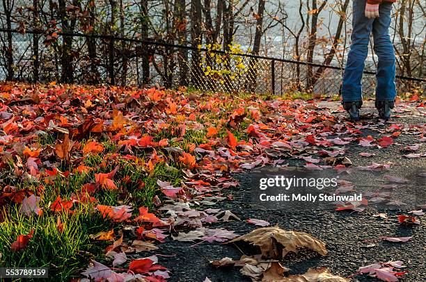 a girl rollerblades in the leaves at pittsburgh pa. during the fall - molly steinwald stock pictures, royalty-free photos & images