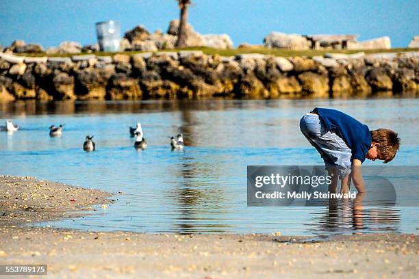 a boy searches the water at matheson hammock park and marina florida - molly steinwald stock pictures, royalty-free photos & images