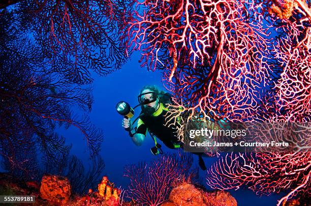 a diver explores sea fans growing on lesleen m freighter wreck off castries, st. lucia. - 礁 ストックフォトと画像