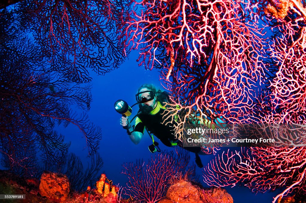 A diver explores sea fans growing on Lesleen M freighter wreck off Castries, St. Lucia.