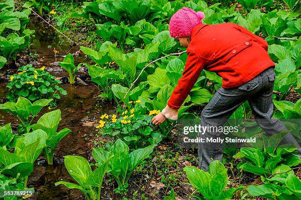 a girl picks flowers near water in north park pittsburgh pa in the early spring - molly steinwald stock pictures, royalty-free photos & images