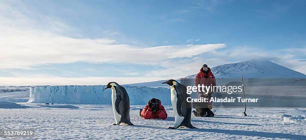 a group of people shoot photos emperor penguins near mcmurdo station, antarctica. - science exploration stock pictures, royalty-free photos & images