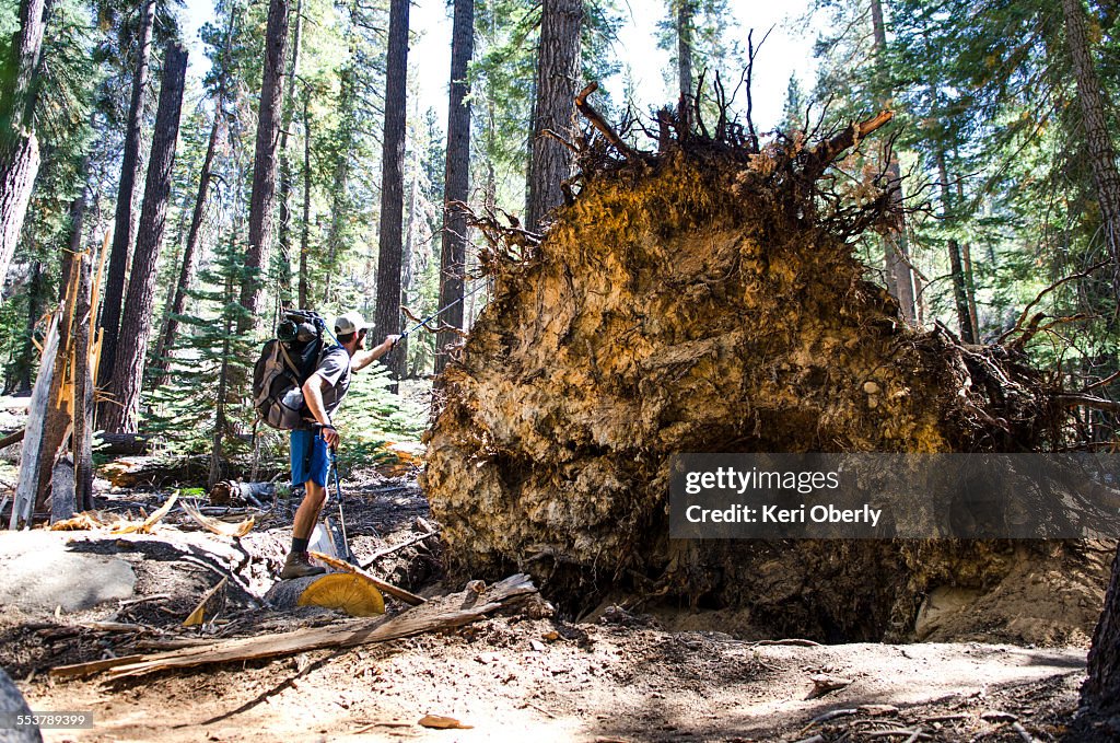 A young man walks by remnants of a powerful windstorm along the John Muir Trail in Tuolumne Meadows, California.
