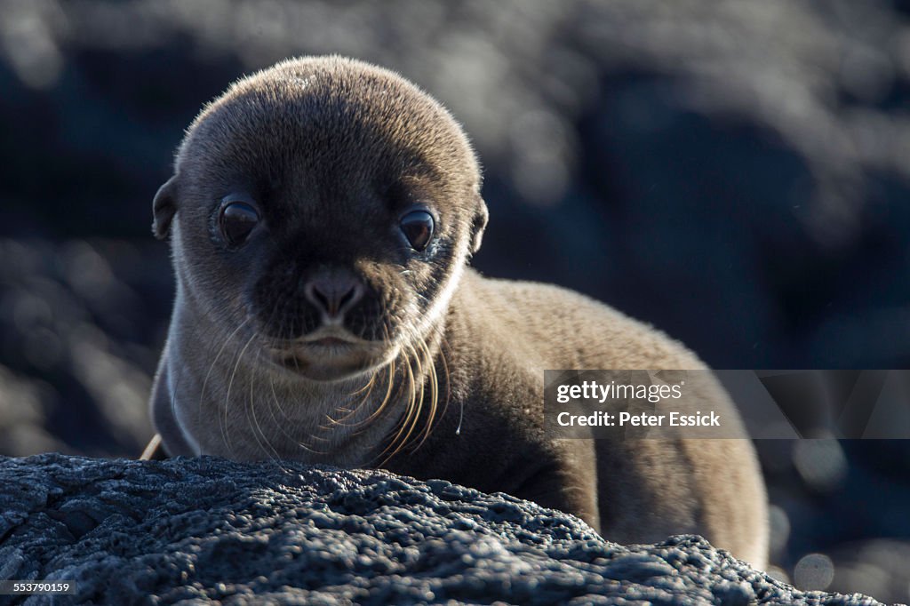 Baby Galapagos Sea Lion, Santiago Island, Galapagos Islands, Ecuador.
