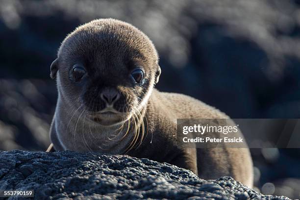 baby galapagos sea lion, santiago island, galapagos islands, ecuador. - zeeleeuw stockfoto's en -beelden