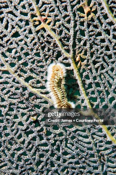 close-up of bristle worm (chloeia sp) on gorgonian, st. lucia. - gorgonia sp stock pictures, royalty-free photos & images