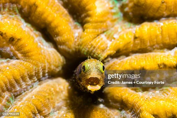 close-up spinyhead blenny (acanthemblemaria spinosa) in hard coral, st. lucia - blenny stock pictures, royalty-free photos & images