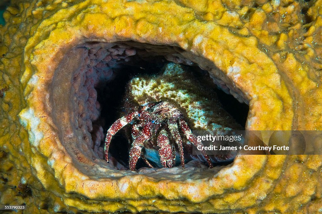 Hermit crab in yellow vase sponge, St. Lucia.