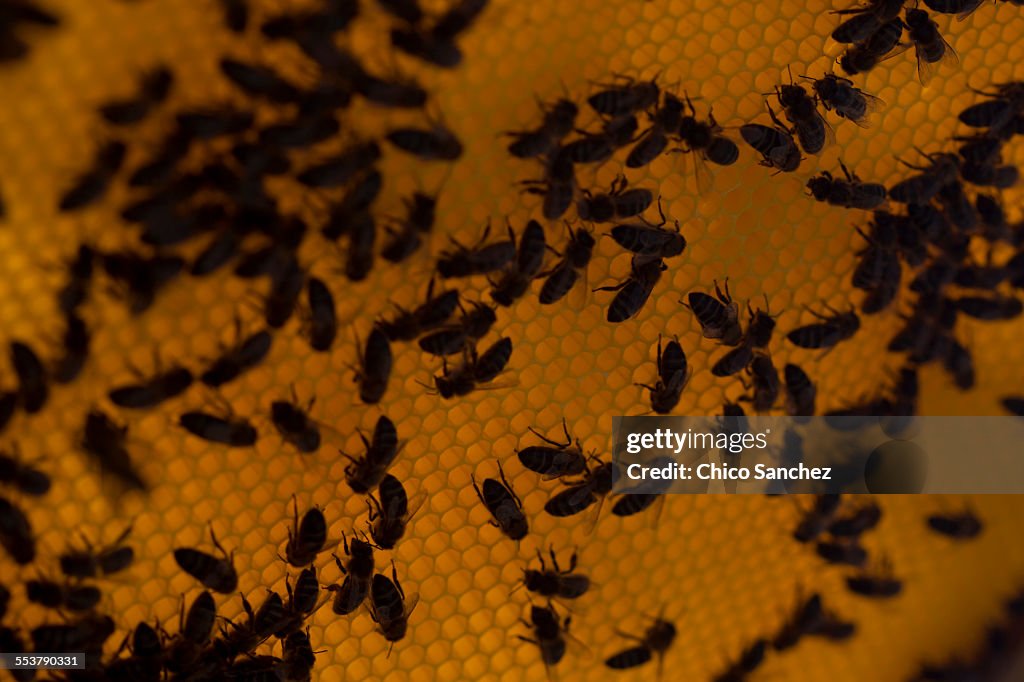 Honey bees work in a beehive of an apiary of Puremiel beekeepers in Los Alcornocales Natural Park, Cadiz province, Andalusia, Spain