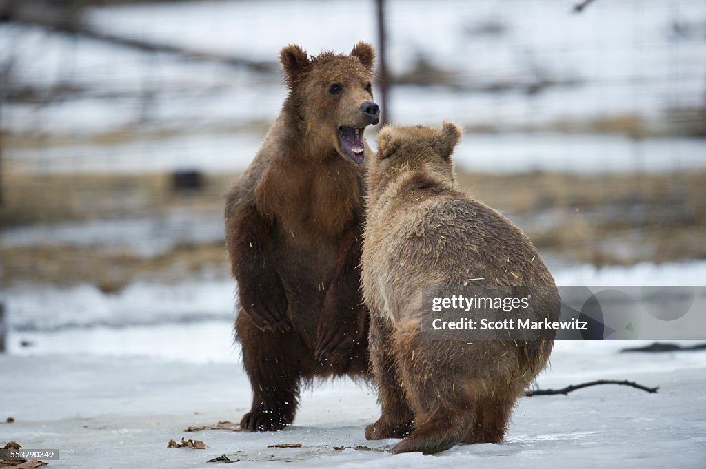 Kodiak bear cubs, Girdwood, Alaska.