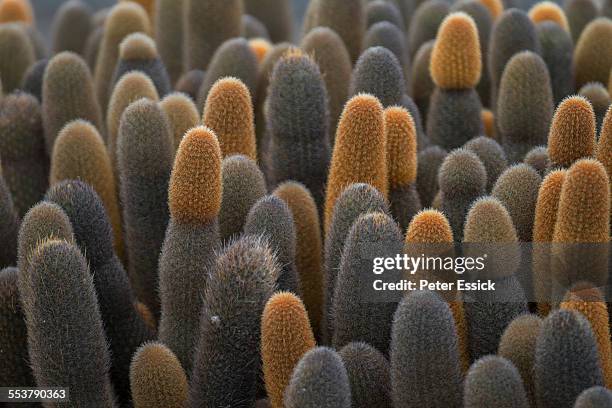 lava cactus (brachycereus nesioticus) on fernandina island, galapagos islands, ecuador - lava cacti brachycereus nesioticus stock pictures, royalty-free photos & images