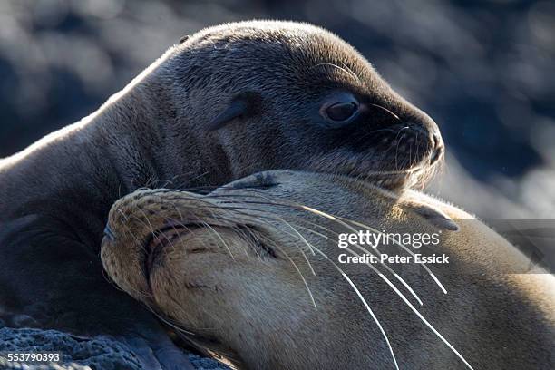 mother and cub galapagos sea lions, santiago island, galapagos islands, ecuador. - tierfamilie stock-fotos und bilder
