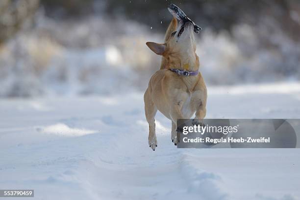 puppy playing in the snow. - zweifel ストックフォトと画像